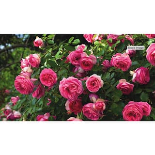 national PLANT NETWORK Bare Root Climbing Eden Rose Pretty in Pink (2-Pack) HD1592