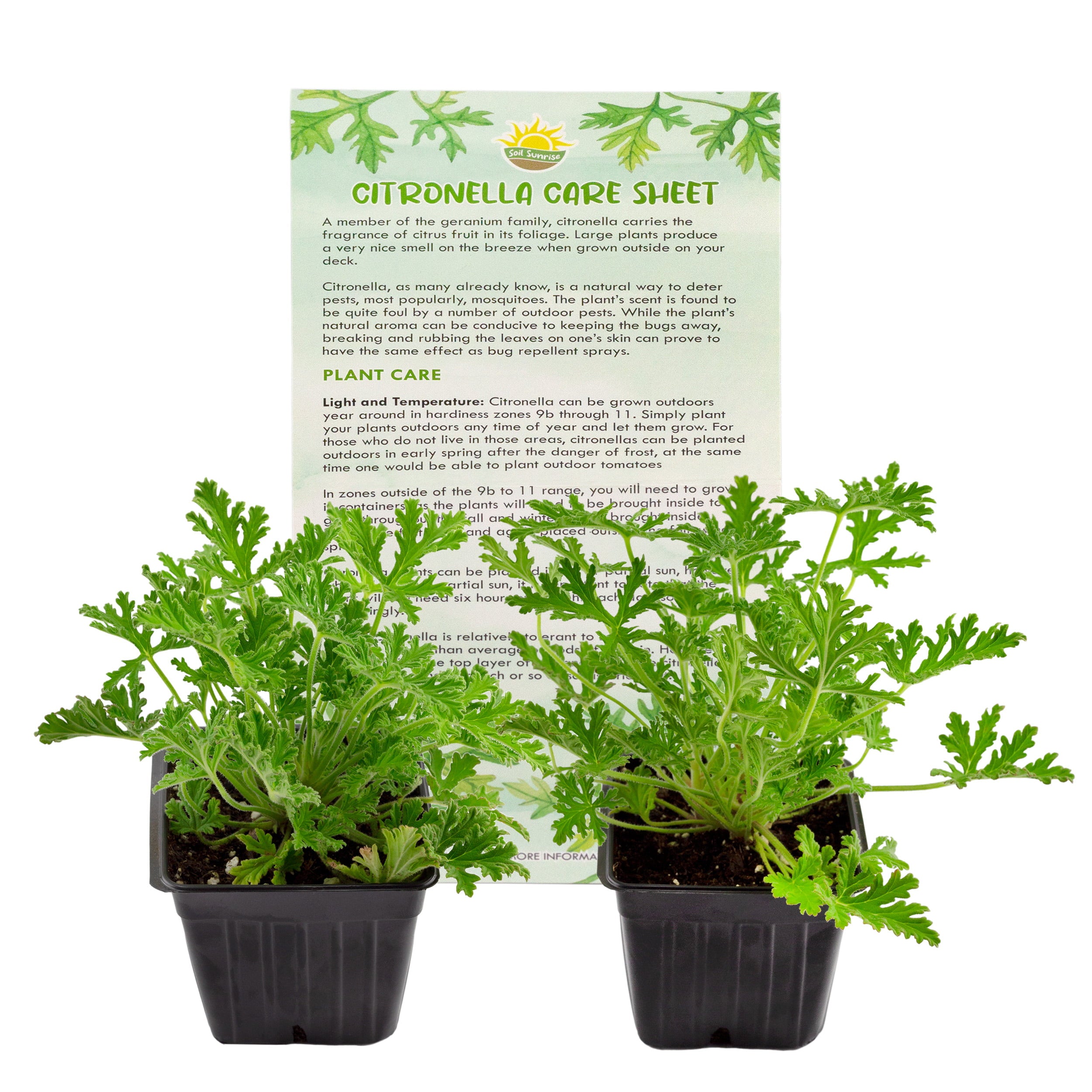 Live Citronella Geranium Plants (2-Pack); Pelargonium Citronella Scented Potted Plants