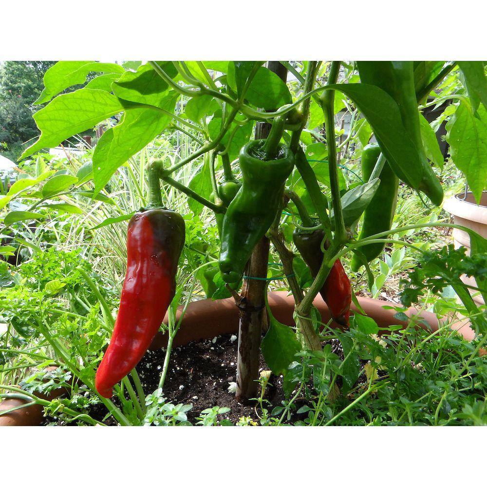Bonnie Plants 19 oz. Sweet Italian Pepper Plant 3501