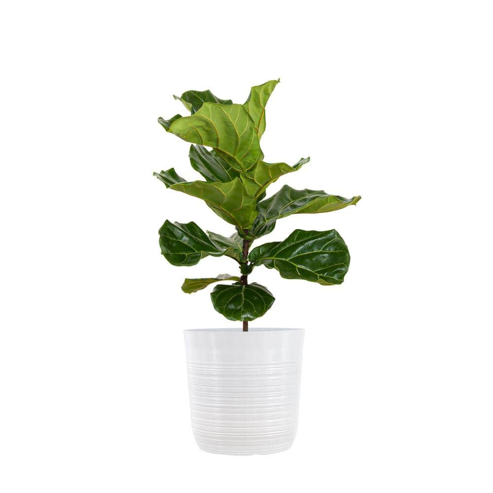 United Nursery Ficus Lyrata Standard in 10 White Decor Pot 00489