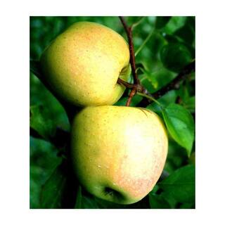 7 gal. Dorsett Golden Apple Tree APPDOR07G