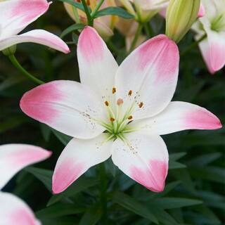 Garden State Bulb 14 cm16 cm Sugar Love Asiatic Lily Flower Bulbs (Bag of 10) ECS-49-10-01