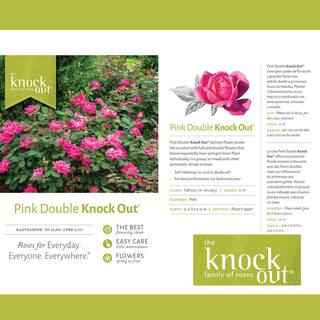 KNOCK OUT 1 Gal. Pink Double Knock Out Rose Bush with Pink Flowers 13155