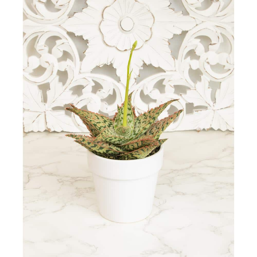 SMART PLANET 3.5 in. Star Aloe Succulent in Decorative Wrap 0881175