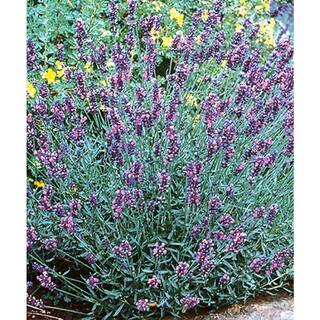 BELL NURSERY 3 Gal. Landscape Purple Lavender Perennial Plant (1-Pack) 456944