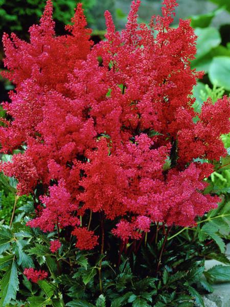 Montgomery Astilbe