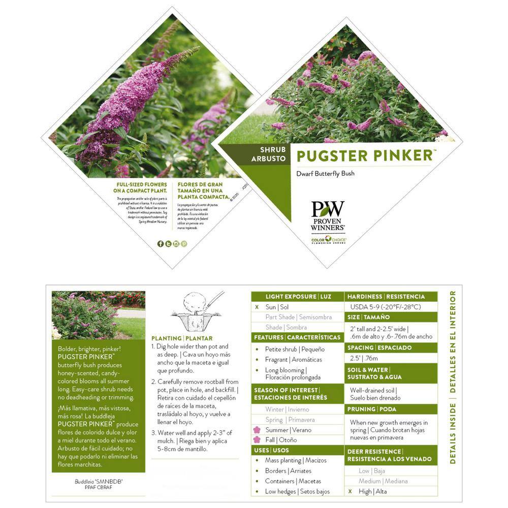 PROVEN WINNERS 2 Gal. Pugster Pinker Buddleia Shrub with Rick Pink Flowers 15653