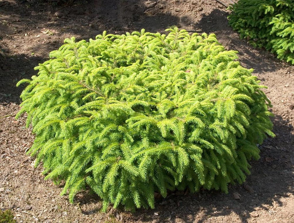 Bird's Nest Spruce - Picea abies Nidiformis - Quart Pot