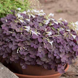 VAN ZYVERDEN Oxalis Triangularis (Set of 12 Bulbs) 83518