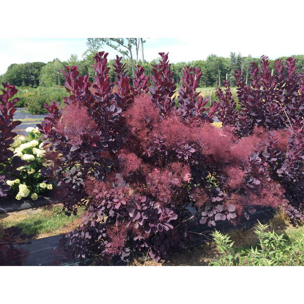 PROVEN WINNERS 1 Gal. Winecraft Black Smokebush (Cotinus) Live Shrub Rich Purple to Orange Foliage COTPRC1026101