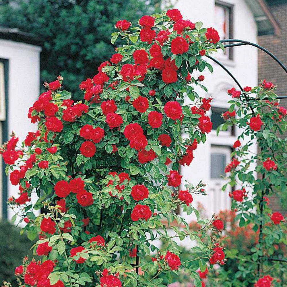 Spring Hill Nurseries Blaze Improved Climbing Rose Dormant Bare Root Plant with Red Color Flowers (1-Pack) 86223