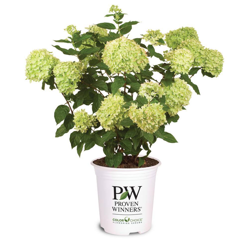 PROVEN WINNERS 3 Gal. Little Lime Hydrangea (Paniculata) Petite Live Shrub Lime Green to Pink Flowers 11193