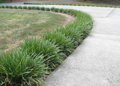 Classy Groundcovers - Mondo Grass Monkey Grass， Lilyturf， Japanese Snake's Beard， Kyoto， Compactus Mondo Grass {54 Pots - 2 1/2 inch Square}