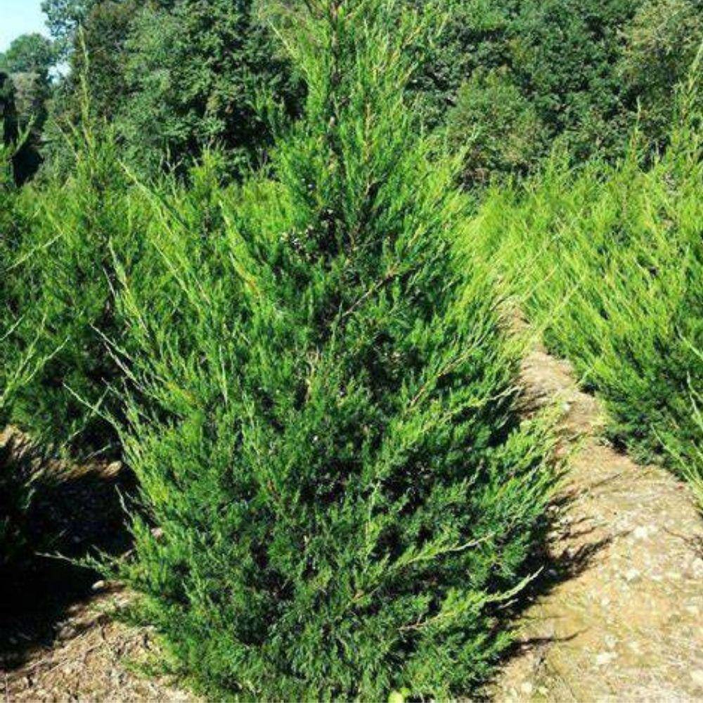 1 Gal. Hetzi Columnaris Juniper Evergreen Tree JUNHET01G