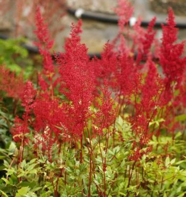 Classy Groundcovers - Astilbe x arendsii 'Fanal'  Astilbe japonica 'Fanal'， Astilbe x japonica 'Fanal' {10 Bare Root Plants}