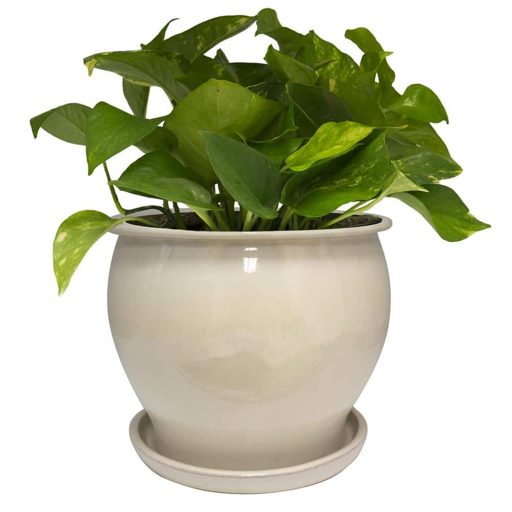 Trendspot 11 in. Dia Beige Solid Studio Ceramic Planter DB10021-11A