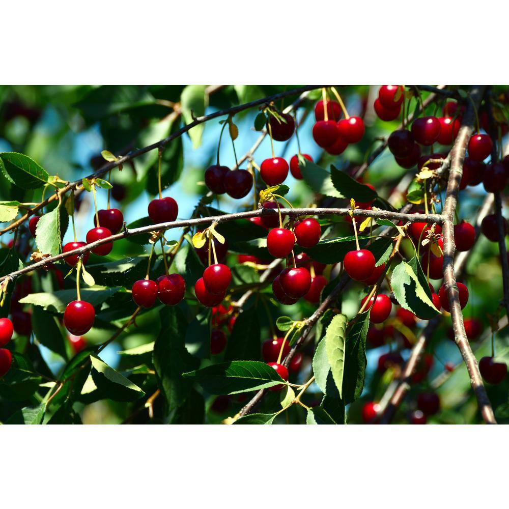 Online Orchards 3 ft. - 4 ft. Tall Bare-Root Montmorency Pie Cherry Tree FTCH008