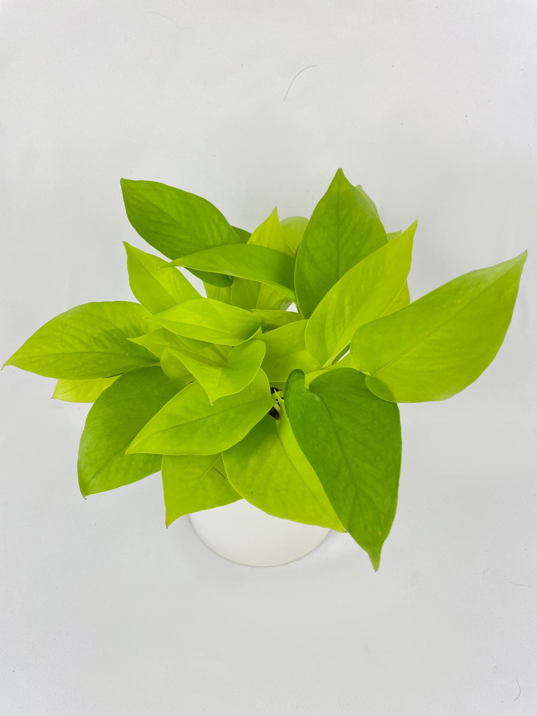 Neon Lemon Lime Pothos