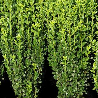 national PLANT NETWORK 2.25 Gal. Holly Sky Pencil Shrub HD7140