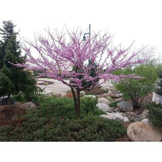 Online Orchards Eastern Redbud Tree Bare Root FLRB001