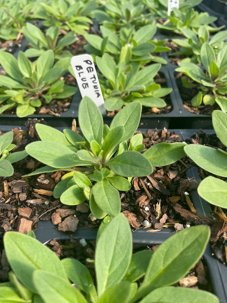 3 Wave Petunias， Blue 3.5