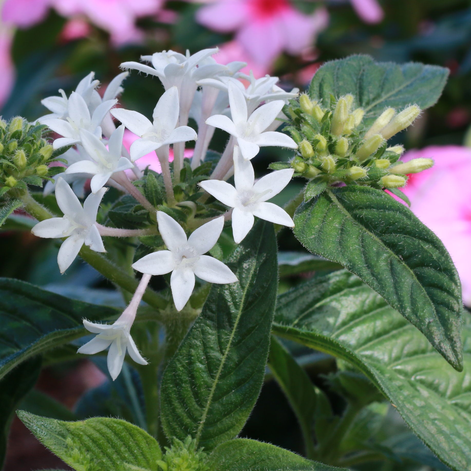 Costa Farms  Live Outdoor 13.5in. Tall White Pentas; Full Sun Outdoors Plant in 4.5in. Grower Pot， 8-Pack