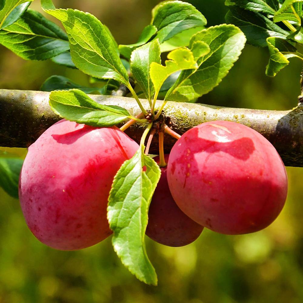 1 Gal. Methley Plum Tree PLUMET01G