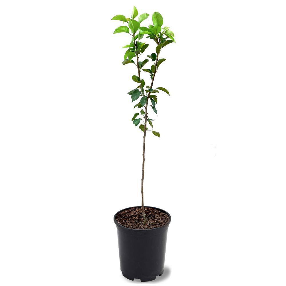 1 Gal. Bartlett Pear Tree PEABAR01G