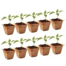 Quality Compressed CocoCoir Pots The Natural Alternative for HealthyPlant Growth Growing Green Coconut Husk Pots for Your Garden