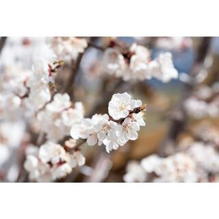 Online Orchards Dwarf Puget Gold Apricot Tree - Easiest Growing Apricot Tree (Bare-Root 3 ft. to 4 ft. Tall 2-Years Old) FTAC004
