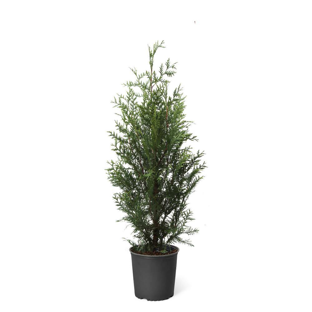 Brighter Blooms 3 Gal. Thuja Green Giant Evergreen Trees THU-GGT-34-3