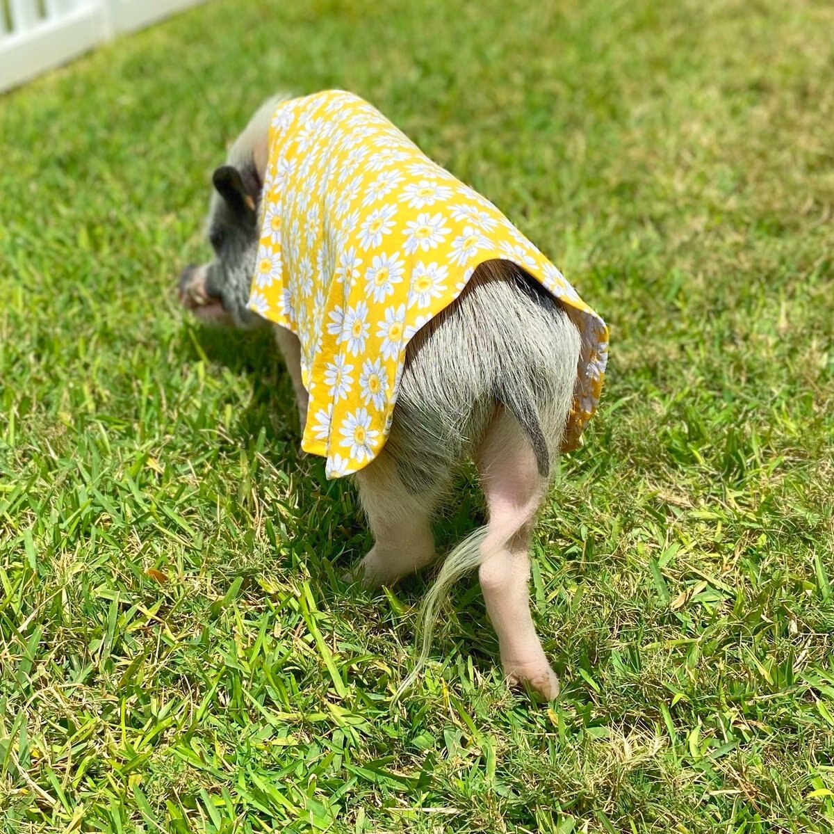 Morty's Pig Clothes Summer Sun Cloak UV Protection Mini Pig Dress， Blue Dot