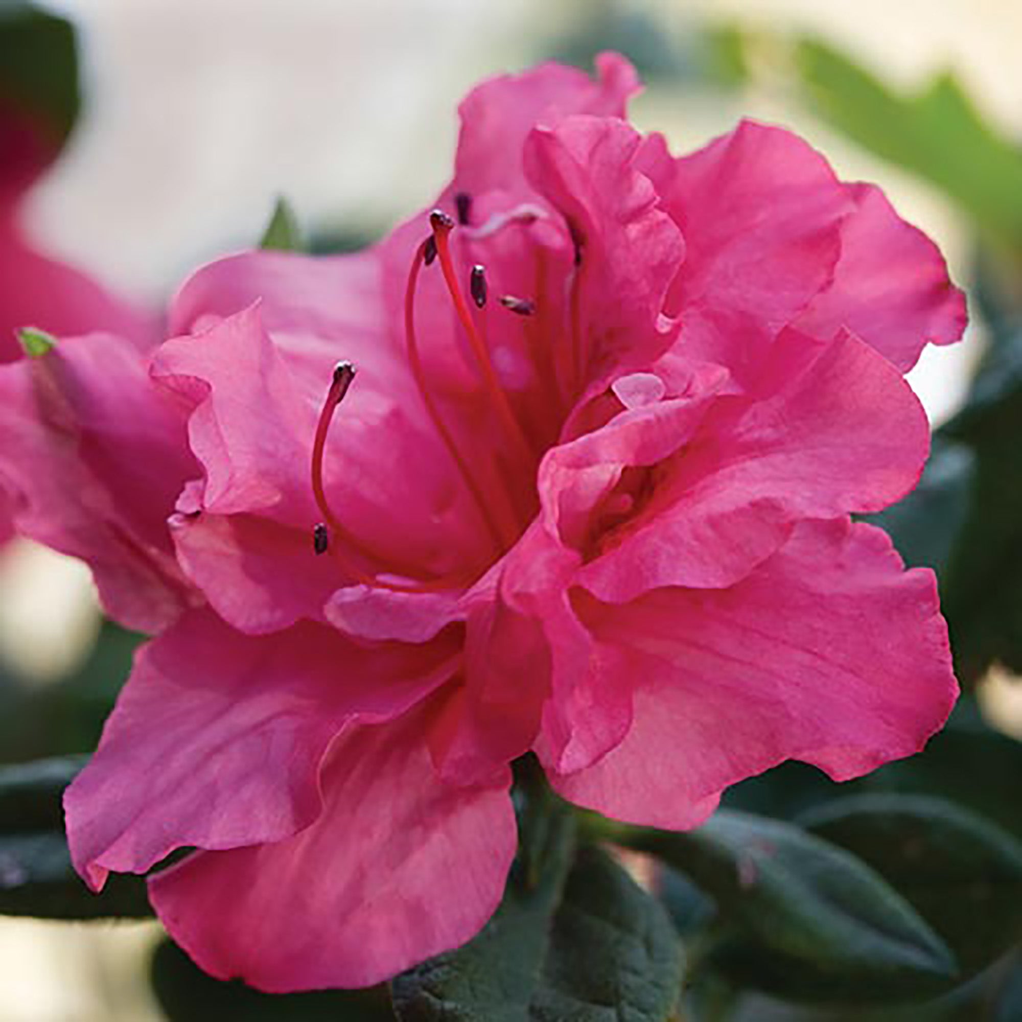 Encore Azalea Autumn Rouge Live Shrub