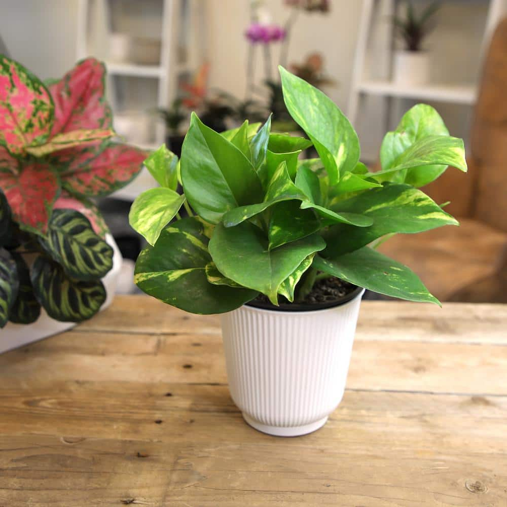 ALTMAN PLANTS Decorative Golden Pothos Houseplant Air Purifying Indoor Plant Gift in 4.25 in. White Pot 0873202