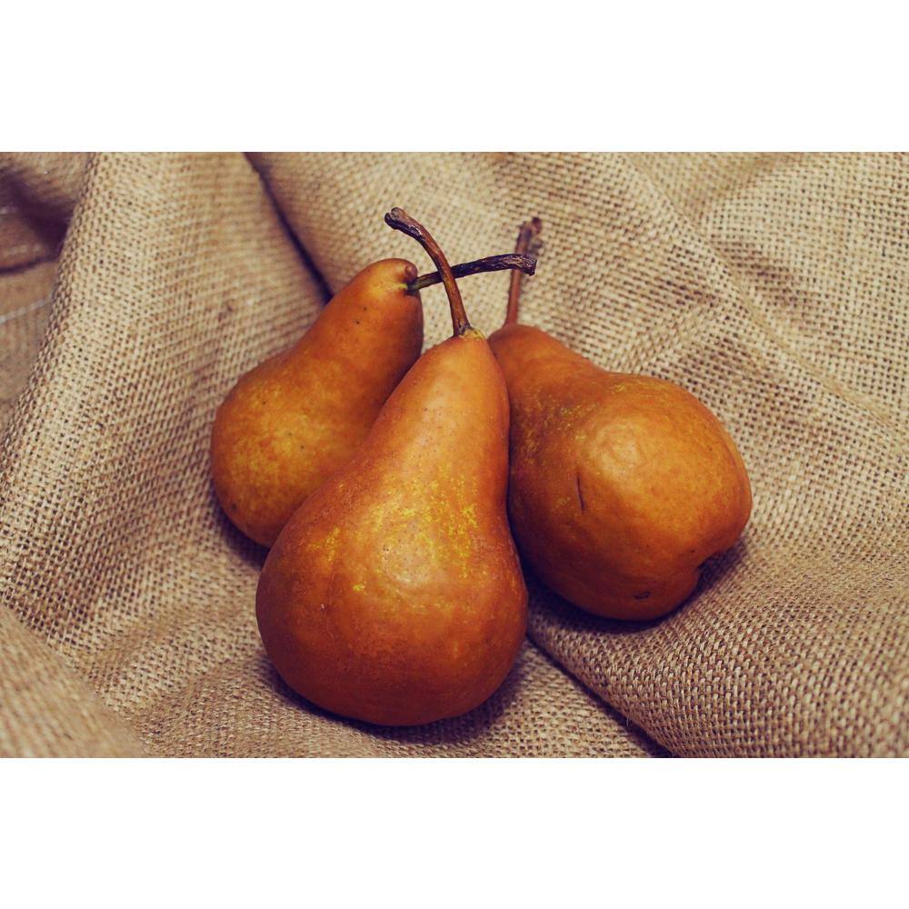 Online Orchards Dwarf Bosc Pear Tree - Sweet and Hardy Cinnamon Brown Pears (Bare-Root 3 ft. to 4 ft. Tall 2-Years Old) FTPR003