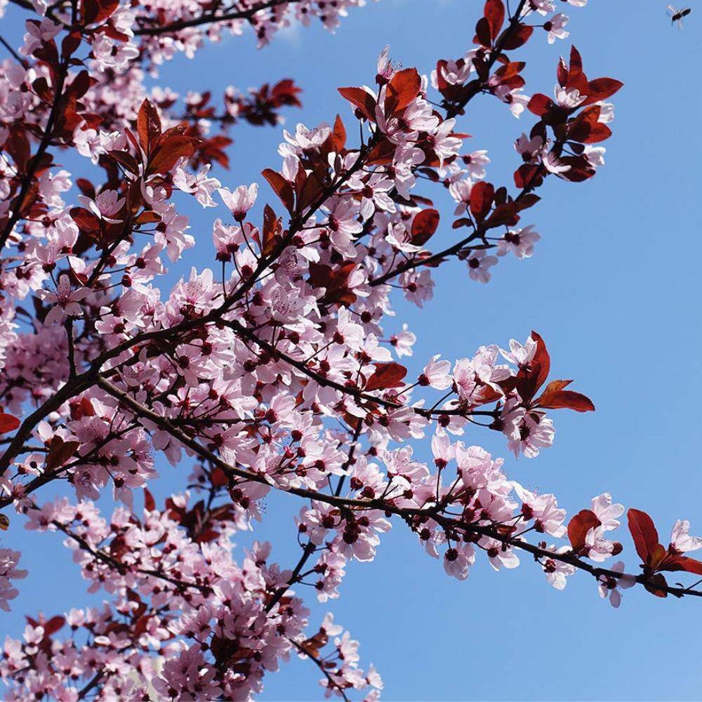 5 Gal. KV Plum Flowering Deciduous Tree with Pink Flowers PLFKVP05G