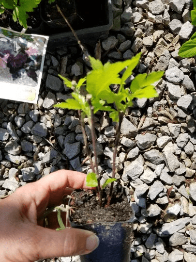 Rose Of Sharon (Althea) in 2.5 inch pot