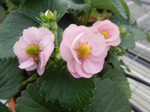 4-Pack， 4.25 in. Eco+Grande， Berried Treasure Pink Strawberry (Fragaria) Live Plant， Pink Flowers and Red Strawberries