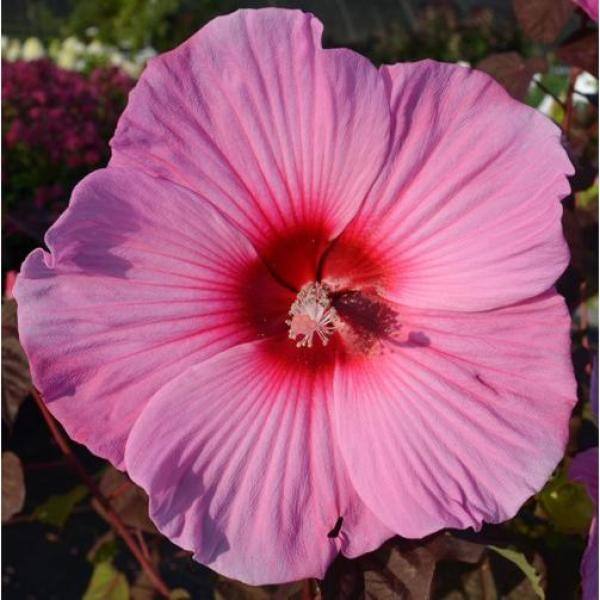 SEASON TO SEASON 2 Gal. Rose Souffle Summer Spice Hardy Hibiscus Plant with Pink Flowers 19475