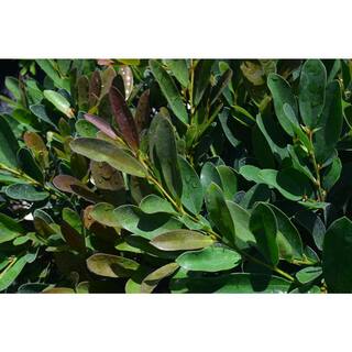 Vigoro 3 Gal. Emerald Cascade Distylium Evergreen Shrub with Plum New Foliage and Sun Loving and Tight Branching 12308