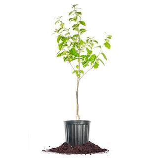 4-5 ft. Tall Fruiting Fuyu Persimmon Tree THD00136