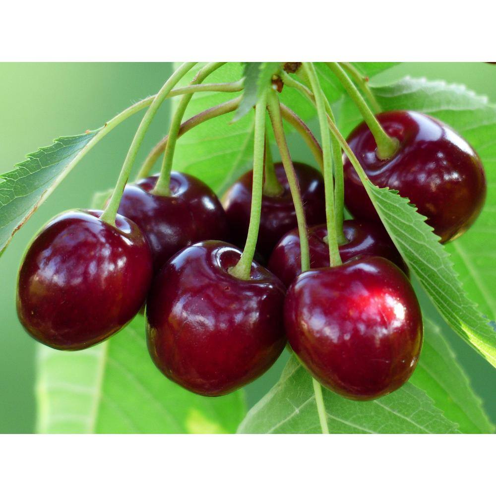 Online Orchards 3 ft. Bing Cherry Bare Root Tree With Dark Red Juicy Fruit (2-Trees) FTCH202