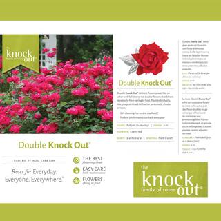 KNOCK OUT 2 Gal. Red Double Knock Out Rose Bush with Red Flowers 13210