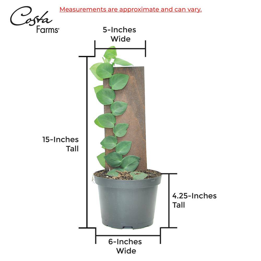 Costa Farms Trending Tropicals Shingle Rhaphidophroa Hayi Indoor Plant in 6 in. White Pot Avg. Shipping Height 1-2 ft. Tall CO.3.SHIN.TT