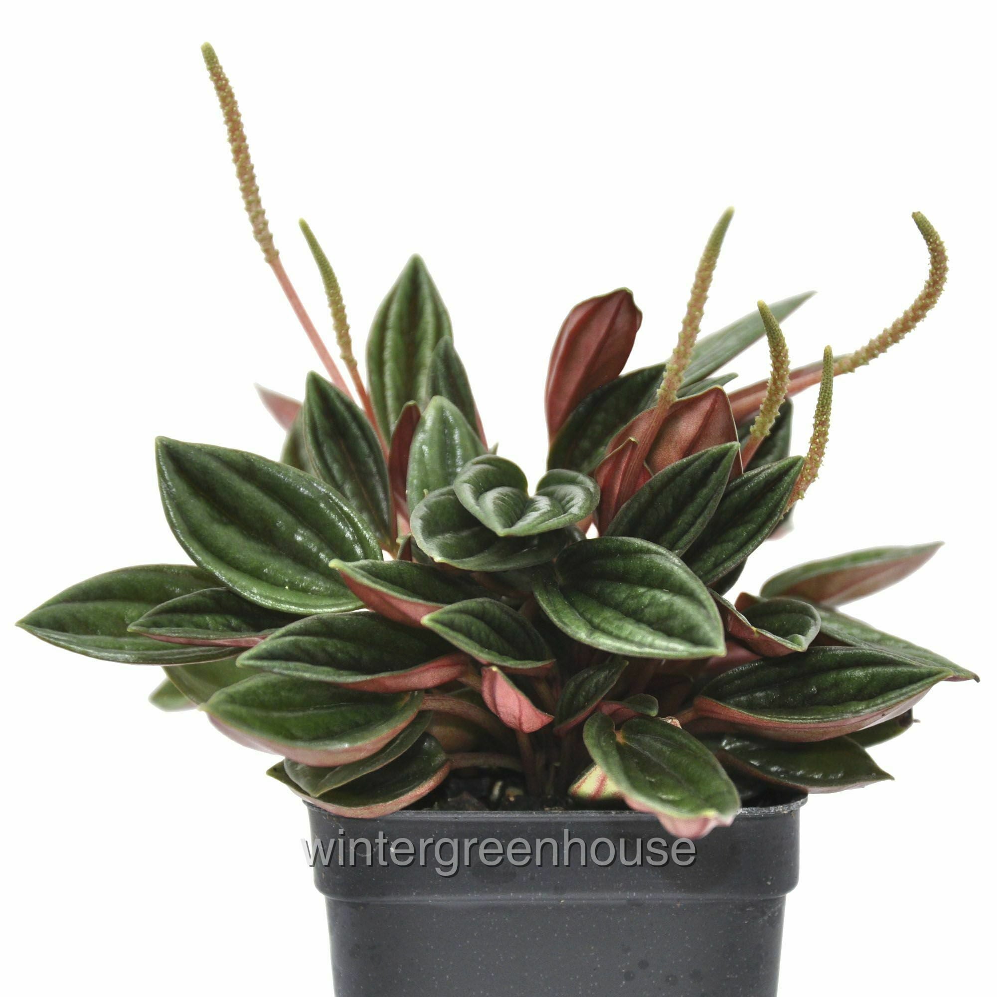 Peperomia Caperata Rosso - Pot Size: 3