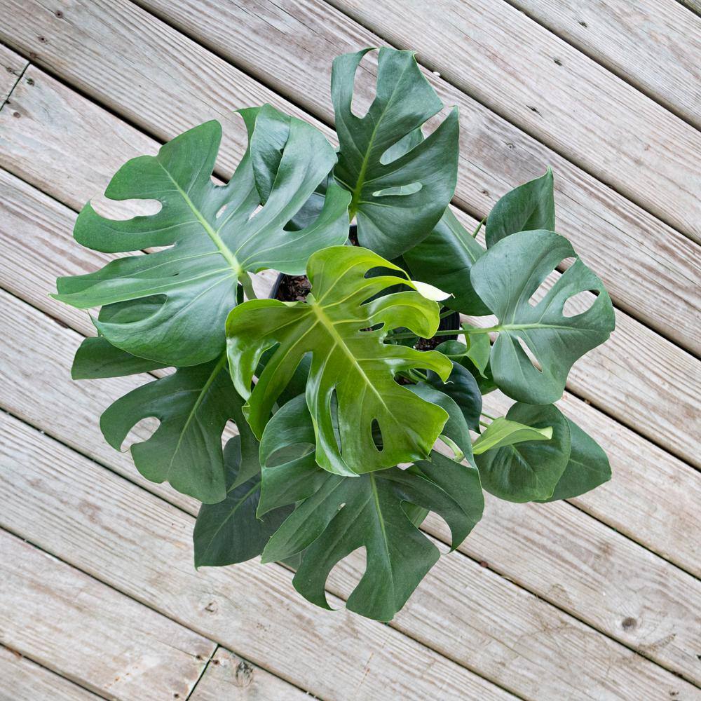 United Nursery Monstera Deliciosa Split-Leaf Philodendron Live Swiss Cheese Plant in 9.25 inch Grower Pot 21887