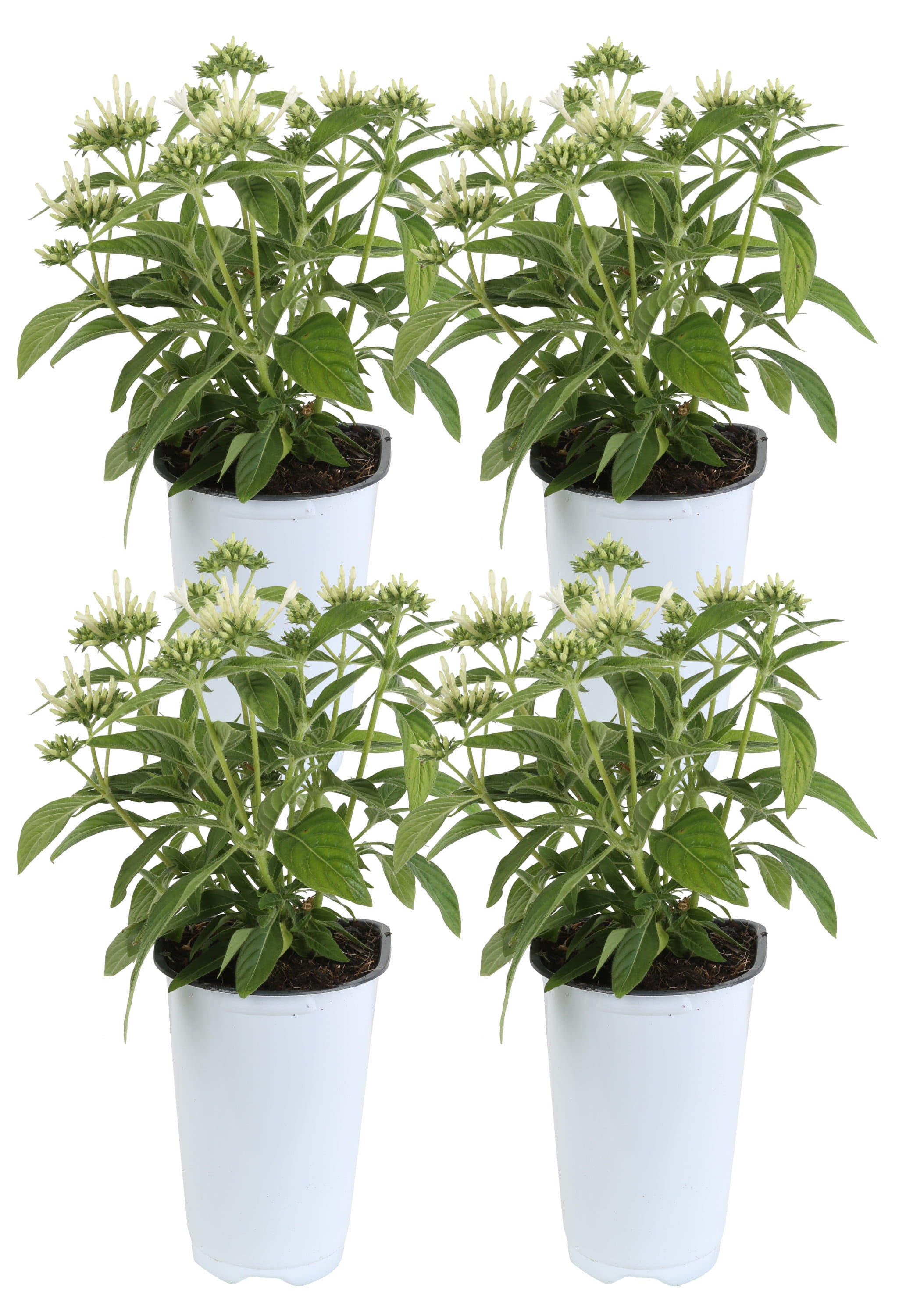 Costa Farms  Live Outdoor 11in. Tall White Pentas; Full Sun Outdoors Plant in 4.5in. Grower Pot， 4-Pack