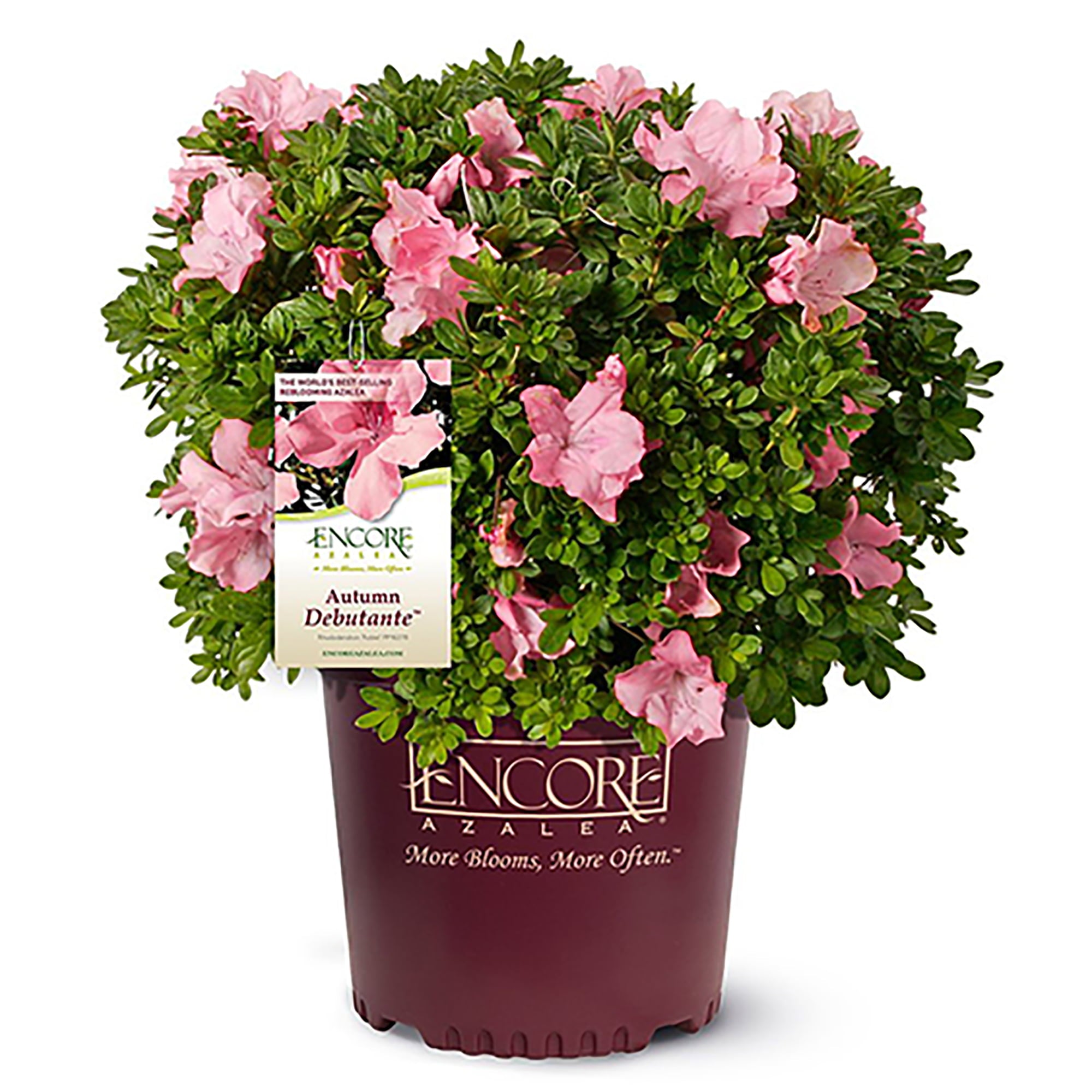 Encore Azalea Autumn Debutante Live Shrubs