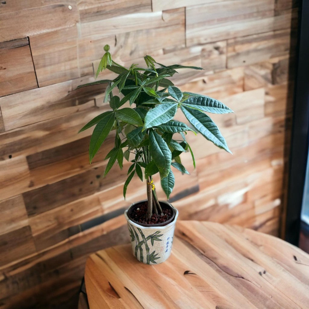 (Ceramic Pot) Bonsai Money Tree