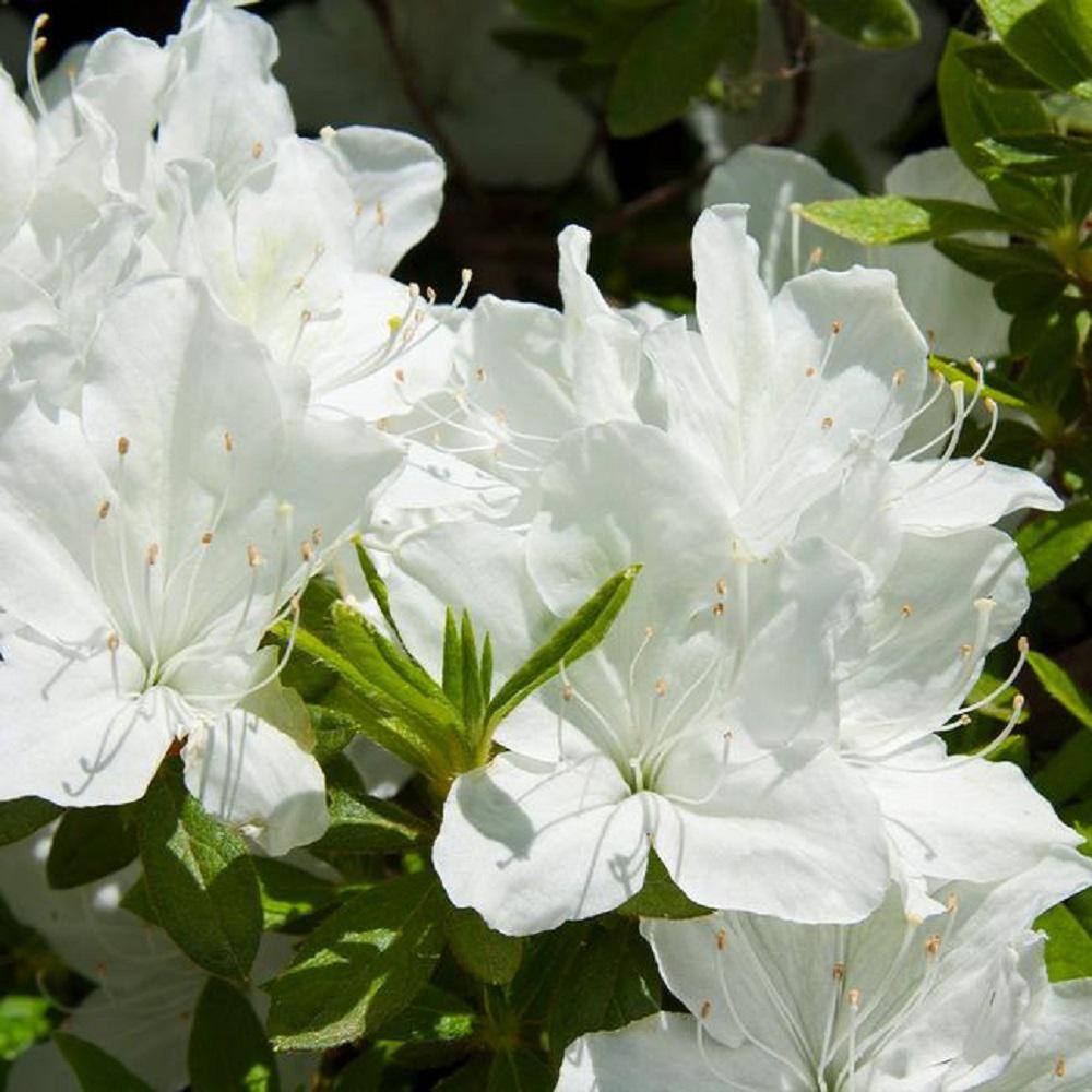 BELL NURSERY 1 Gal. Delaware Valley White Azalea Live Flowering Evergreen Shrub White Flowers AZLEA1DEL1PK